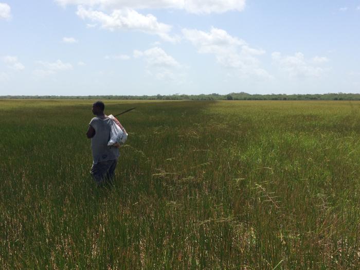 Wetlands around Crooked Tree Village, Belize (photo by Satoru Murata)