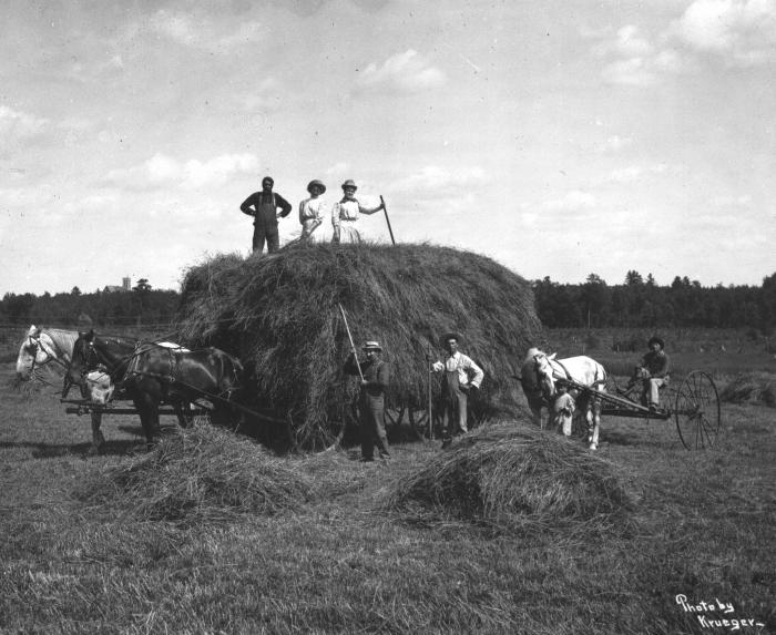 Oneida farmers loading hay on a Wisconsin farm, circa 1900. Photo by Krueger, courtesy of Milwaukee Public Museum.